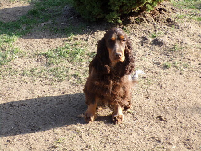 Dorosła suczka Cocker spaniel - Liver Roan