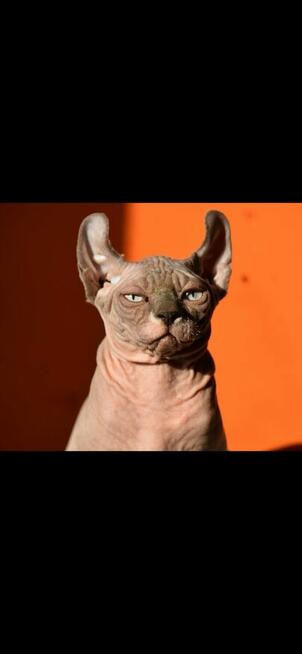 Sfinks kanadyjski, Elf