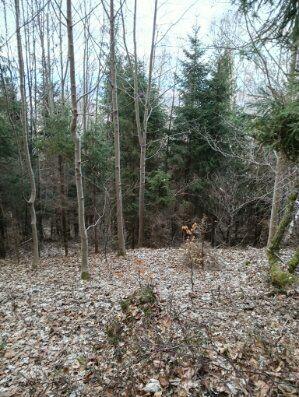 Działka leśna z pięknym widokiem w Malowniczej Gminie Lipowa