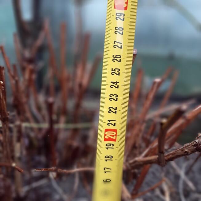 pęcherznica kalinolistna żółta, budleja davida fioletowa