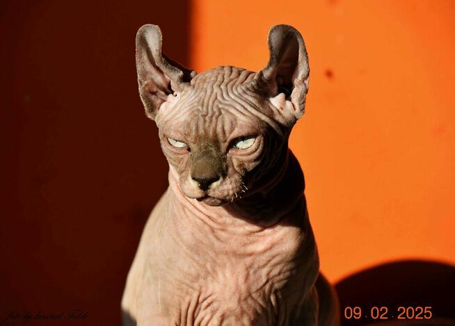 Sfinks kanadyjski, Elf