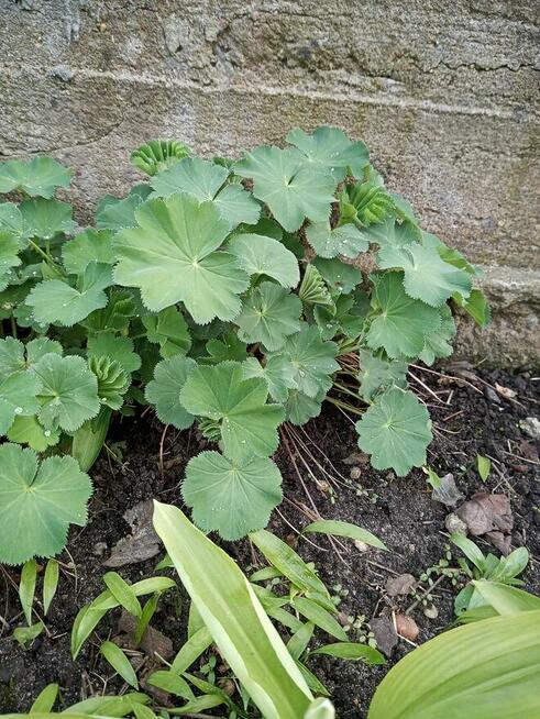 Hibiskus, hortensja, trzmielina i inne rośliny