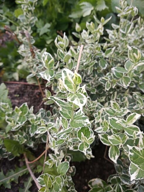Hibiskus, hortensja, trzmielina i inne rośliny