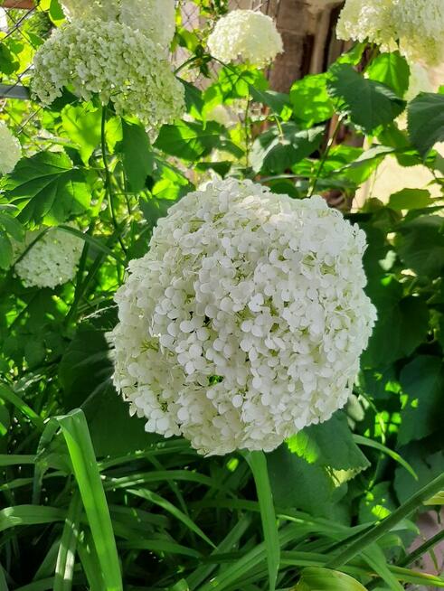 Hibiskus, hortensja, trzmielina i inne rośliny