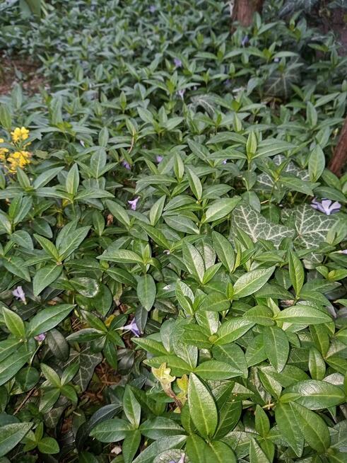 Hibiskus, hortensja, trzmielina i inne rośliny