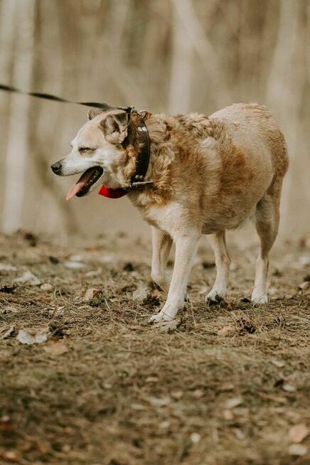 Zuzia-starsza delikatna suczka czeka na wyrozumiały dom