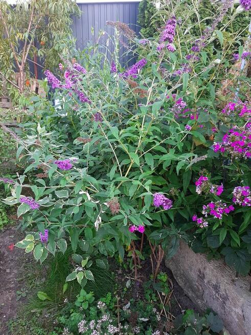 Hibiskus, hortensja, trzmielina i inne rośliny