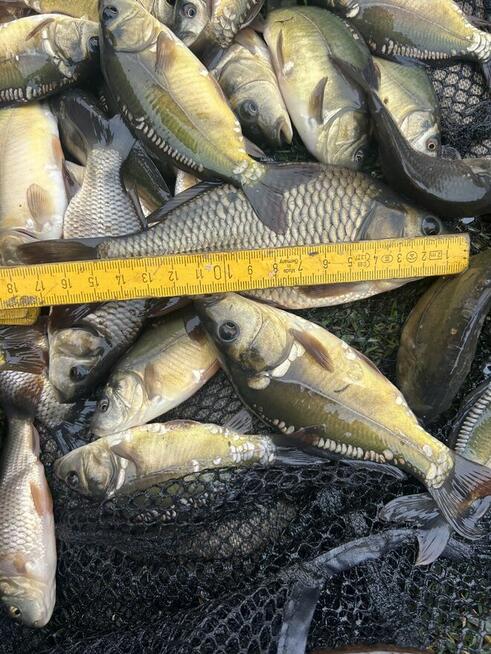 Narybek letni Karpia