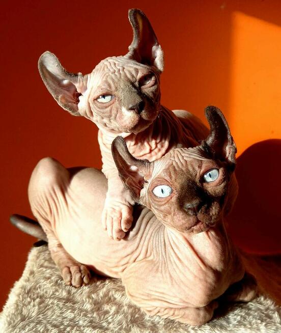 Sfinks kanadyjski, Elf