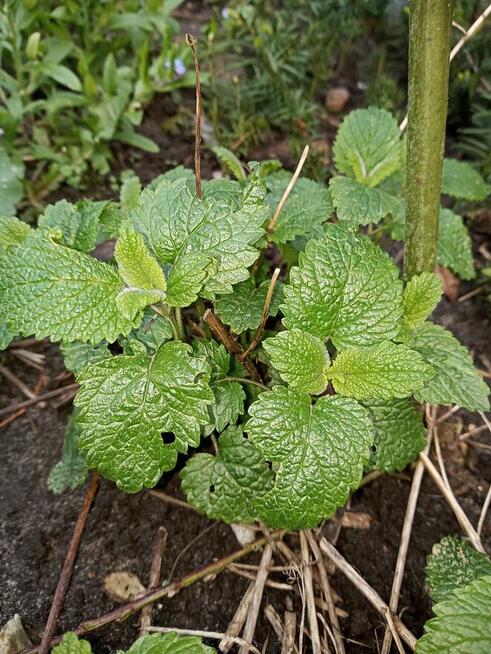 Hibiskus, hortensja, trzmielina i inne rośliny