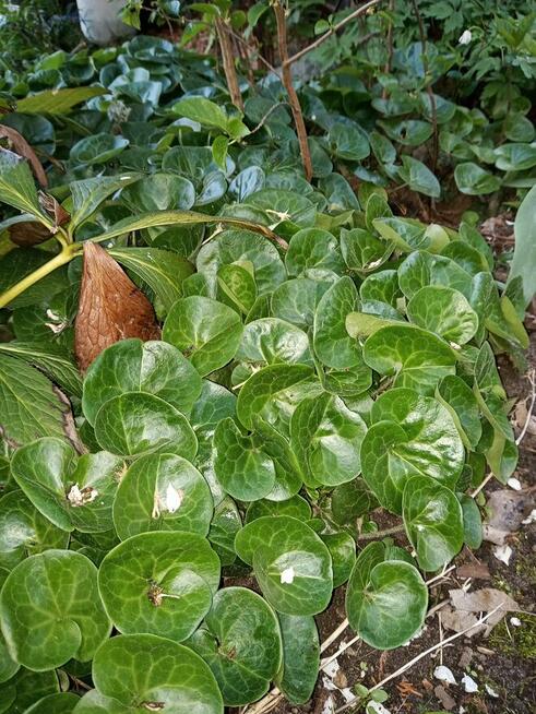 Hibiskus, hortensja, trzmielina i inne rośliny