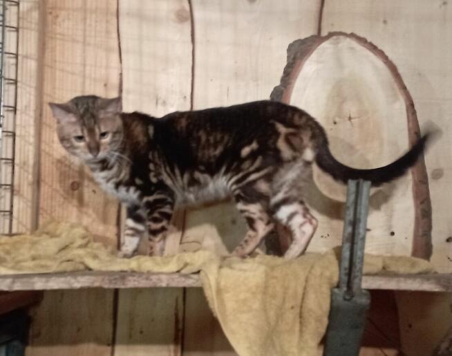 Kocurek Bengalski Marmurkowy urodziny 09.2023