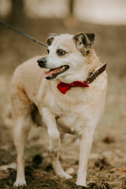 Zuzia-starsza delikatna suczka czeka na wyrozumiały dom