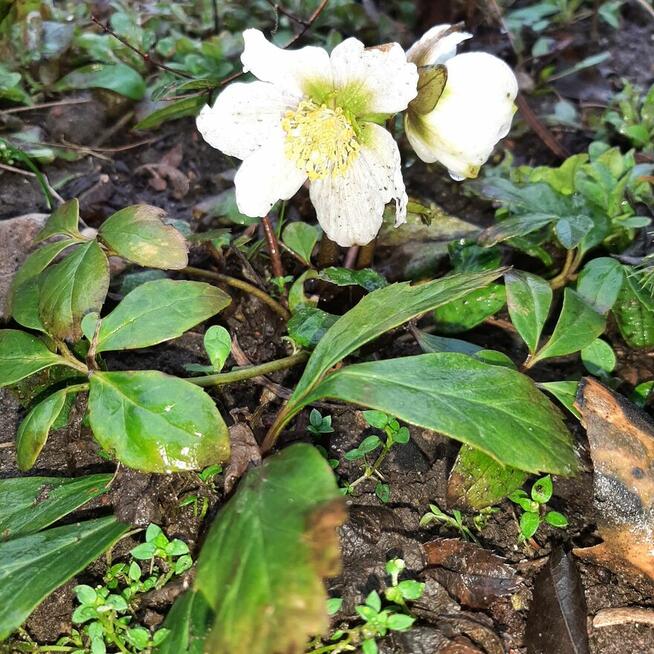 pęcherznica kalinolistna żółta, budleja davida fioletowa
