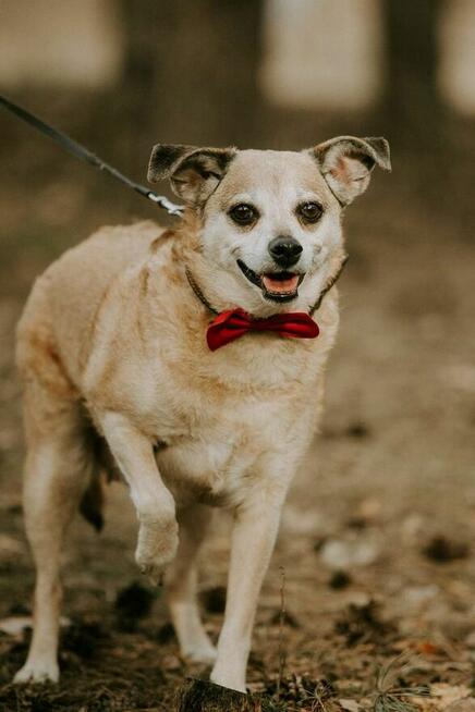Zuzia-starsza delikatna suczka czeka na wyrozumiały dom