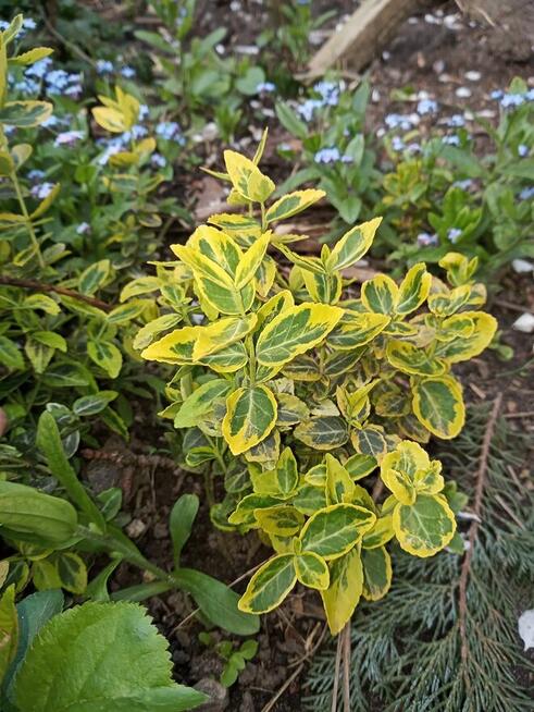 Hibiskus, hortensja, trzmielina i inne rośliny