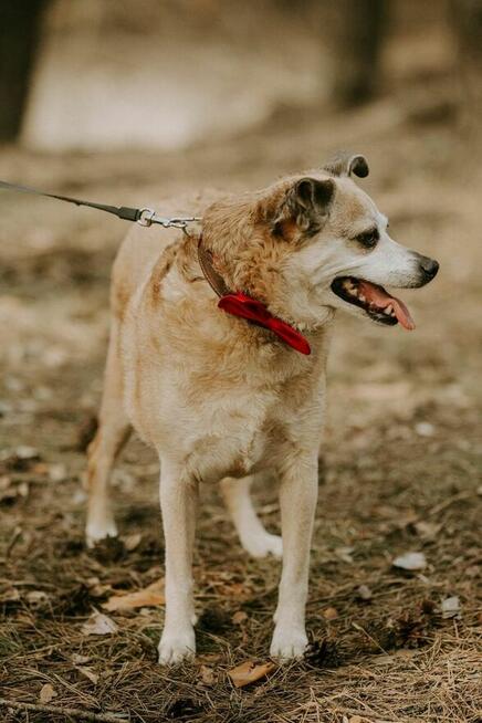 Zuzia-starsza delikatna suczka czeka na wyrozumiały dom