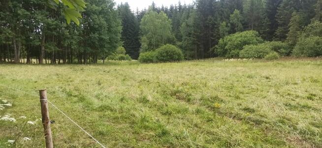 Sprzedam dużą działkę w górach Sowich przy lesie strummyku