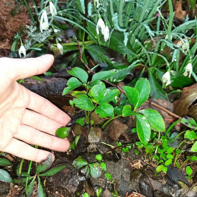 pęcherznica kalinolistna żółta, budleja davida fioletowa