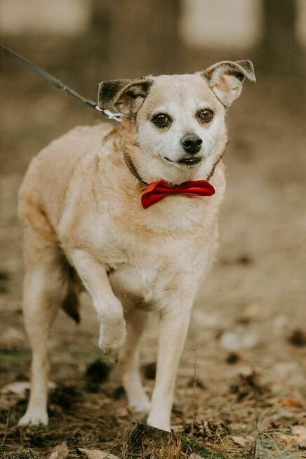 Zuzia-starsza delikatna suczka czeka na wyrozumiały dom
