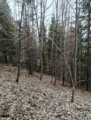 Działka leśna z pięknym widokiem w Malowniczej Gminie Lipowa