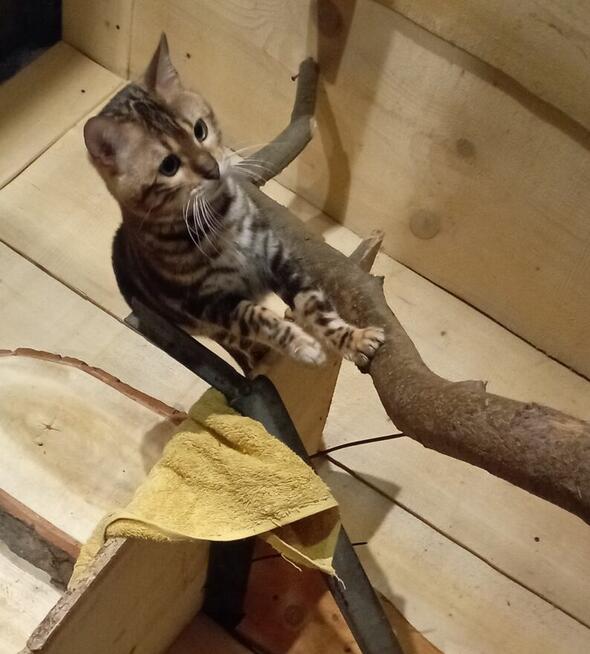 Kocurek Bengalski Marmurkowy urodziny 09.2023