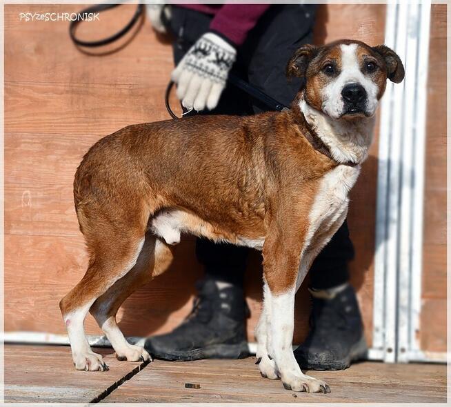 Karus - dojrzały, sympatyczny kundelek z wielkim sercem