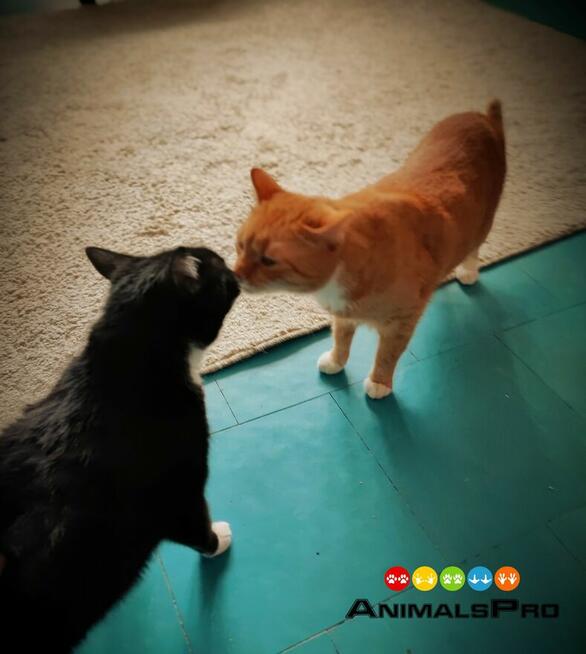 Opieka nad zwierzętami