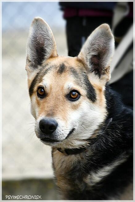 PIORUN - radosny przytulaniec z ogromnym pokładem ufności