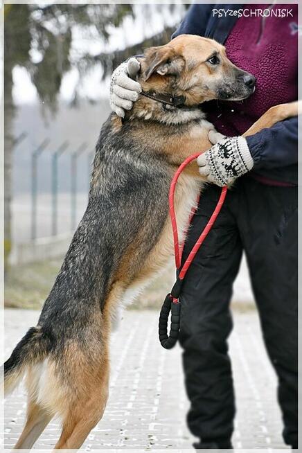 Bosman - prześliczny piesek pragnie szczęśliwego domu