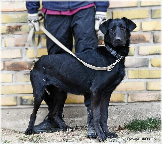 Mambo - uroczy psiak szuka kochającego domu