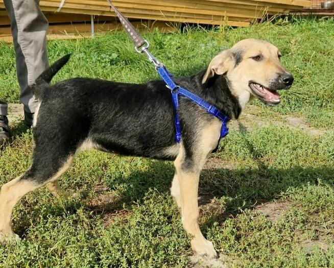 Psi podrostek szuka domku. Jest w schronisku.