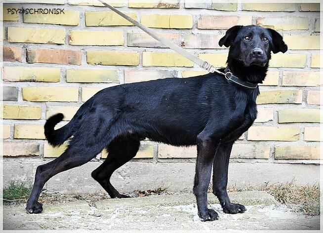 Mambo - uroczy psiak szuka kochającego domu