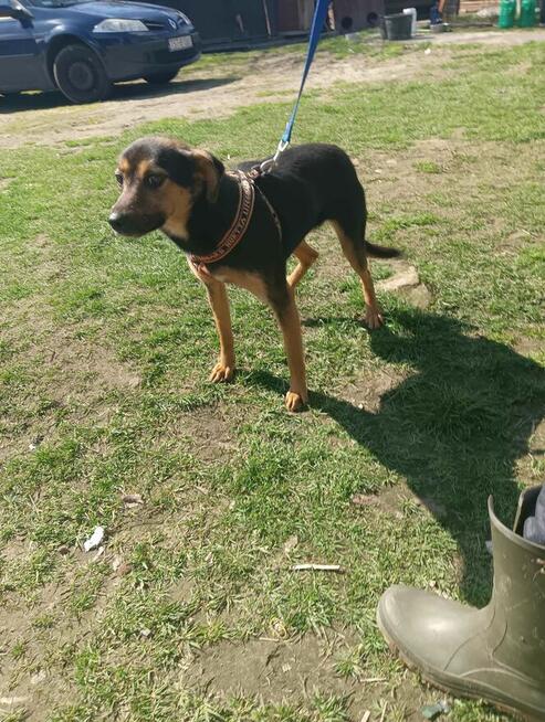 Mała fajna suczka szuka domku. Jest w schronisku.