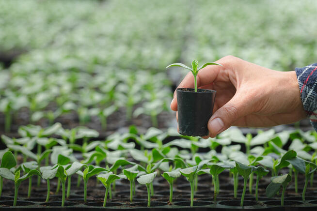 Pracownik agrarny 14,06 - 14,66 Euro/H