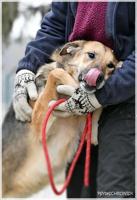 Bosman - prześliczny piesek pragnie szczęśliwego domu
