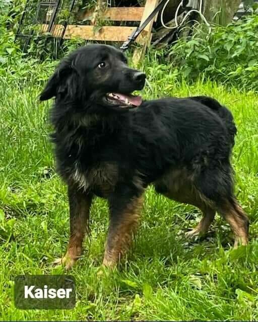 Przepiękny i kochany pies szuka domu.