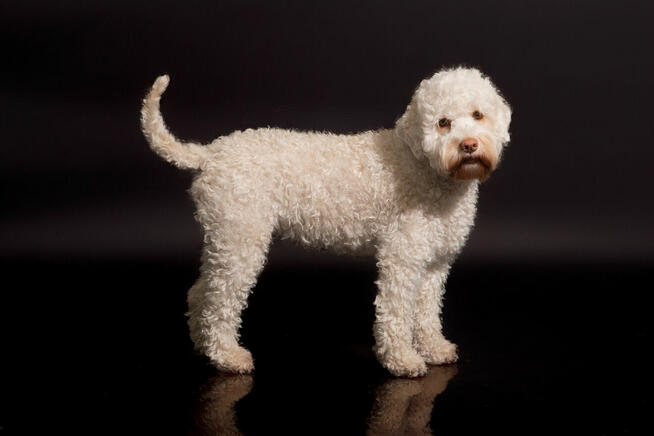 Lagotto romagnolo - zapowiedź miotu na marzec 2025