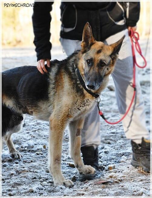 Taylo - owczarek o oczach najpiękniejszych na świecie