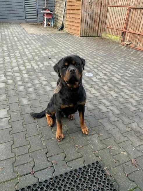 Oddam SUPER rottweilera - JIMMY