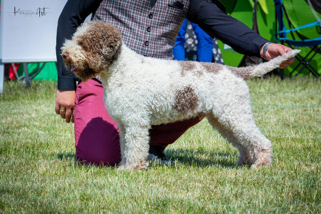 Lagotto romagnolo - zapowiedź miotu na marzec 2025