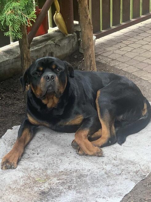 Oddam SUPER rottweilera - JIMMY