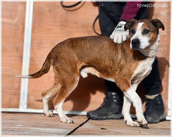 Karus - dojrzały, sympatyczny kundelek z wielkim sercem