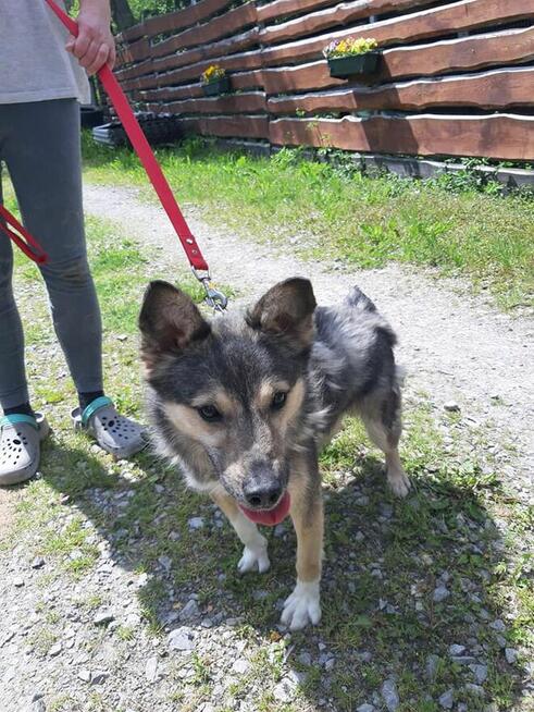 Bardzo kochany pie szuka domu.