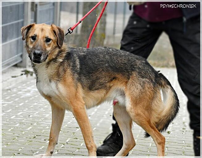 Bosman - prześliczny piesek pragnie szczęśliwego domu