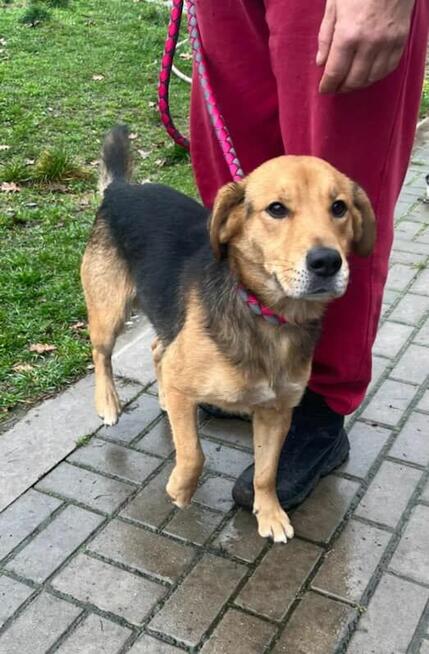 Piękny pies w typie Beagla szuka domku.