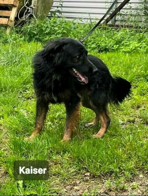 Przepiękny i kochany pies szuka domu.