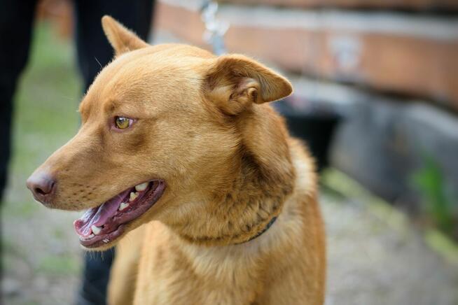 Bardzo piękny i łagodny pies szuka domku.