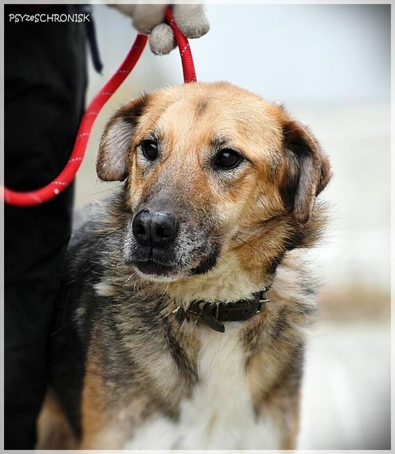 Bosman - prześliczny piesek pragnie szczęśliwego domu