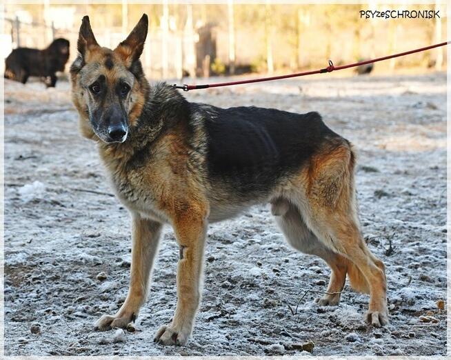 Taylo - owczarek o oczach najpiękniejszych na świecie